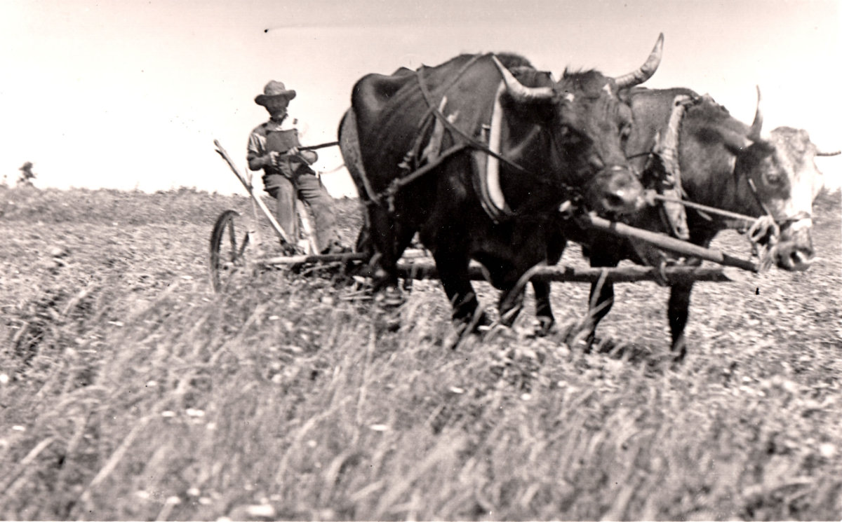 Harvesting with ox team near Inwood, Manitoba, 1916